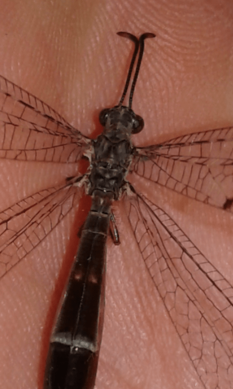 Myrmeleontidae : Distoleon tetragrammicus? S